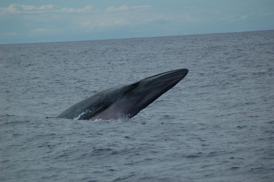 Funchal: Dolphin and Whale Watching Catamaran Cruise - A catamaran made for open-water viewing