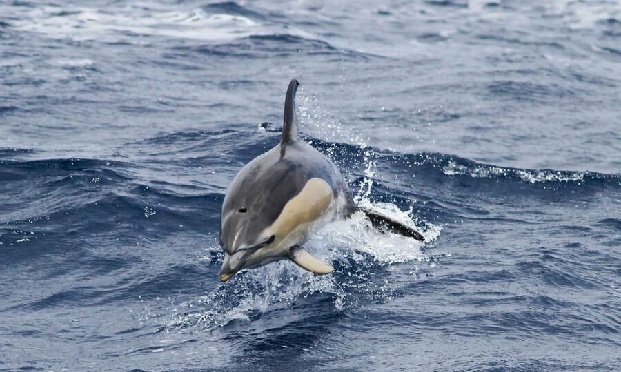Funchal: Dolphin and Whale Watching Cruise - Should you book the Magic Dolphin Sea Safari?