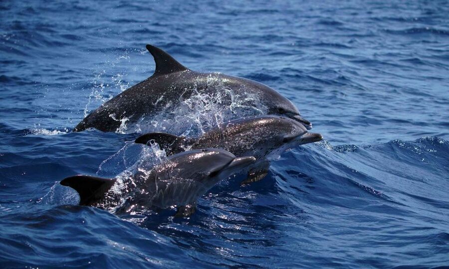 Funchal: Dolphin and Whale Watching Cruise - What the marine biologist adds
