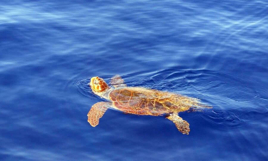 Funchal: Dolphin and Whale Watching Cruise - Staying dry on a boat that may spray you