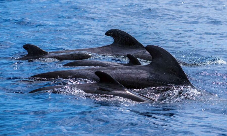 Funchal: Dolphin and Whale Watching Cruise - Timing, weather, and changing your plans