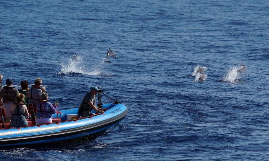 Funchal: Dolphin and Whale Watching Cruise - Who should book this cruise?