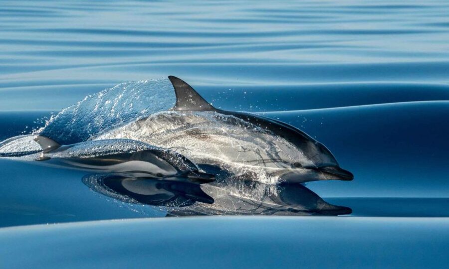 Funchal: Dolphin and Whale Watching Cruise - Dolphins, whales, turtles, and seabirds
