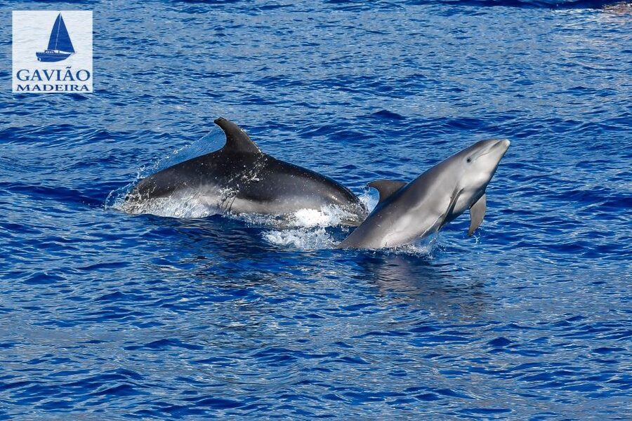 Funchal: Dolphin and Whale Watching Sailing Trip - The sailing element depends on the wind