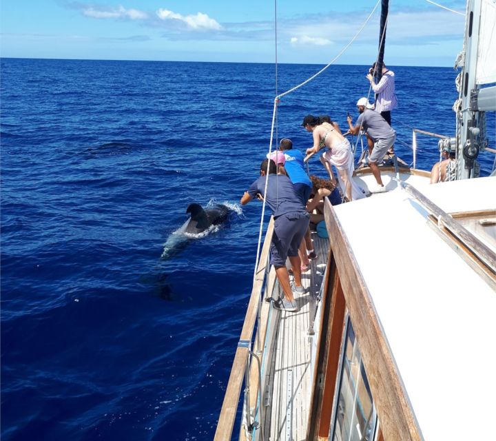 Funchal: Dolphin and Whale Watching Sailing Trip - Meeting point, timing, and weather planning