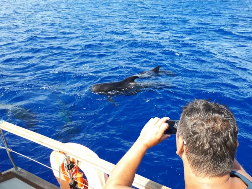 Funchal: Dolphin and Whale Watching Sailing Trip - Should you book the Gaviao Madeira sailing trip?
