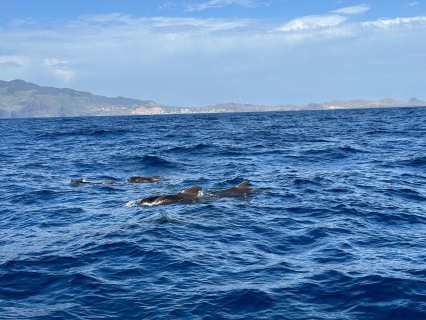 Funchal: RIB Whale Watching Cruise and Optional Dolphin Swim - A small boat and a big Atlantic view