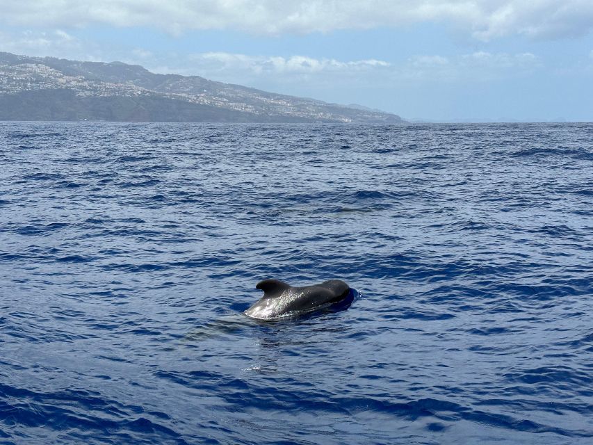 Funchal: RIB Whale Watching Cruise and Optional Dolphin Swim - How the guides shape the experience