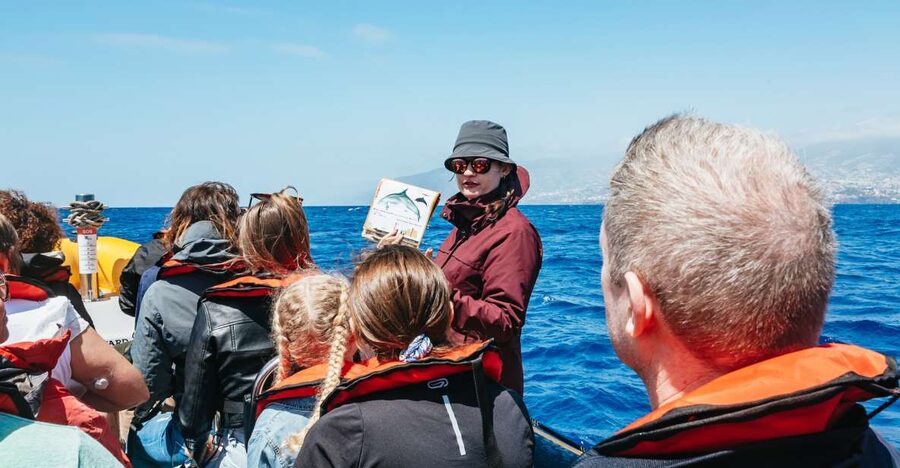 Funchal: Whale and Dolphin Watching Speed Boat Tour - Key points to know before you book