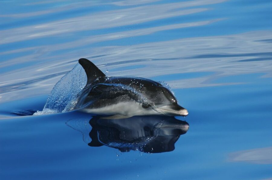 Funchal: Whale and Dolphin Watching Speed Boat Tour - A fast start from Funchal Marina