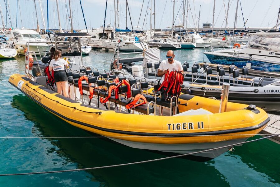 Funchal: Whale and Dolphin Watching Speed Boat Tour - Searching for dolphins and whales