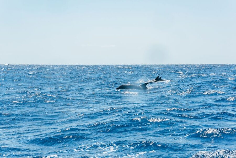 Funchal: Whale and Dolphin Watching Speed Boat Tour - Madeira’s coast is part of the show