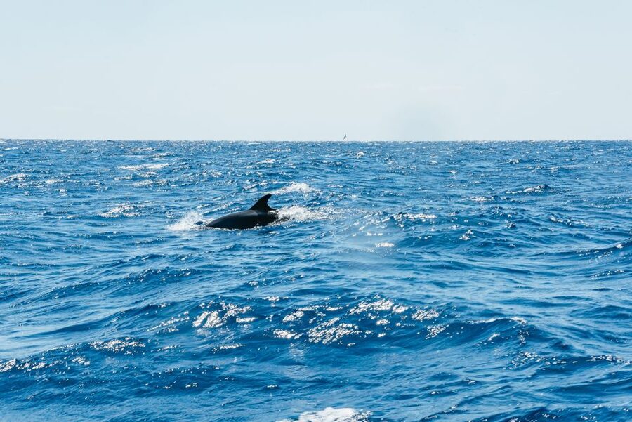 Funchal: Whale and Dolphin Watching Speed Boat Tour - What to wear and where to sit