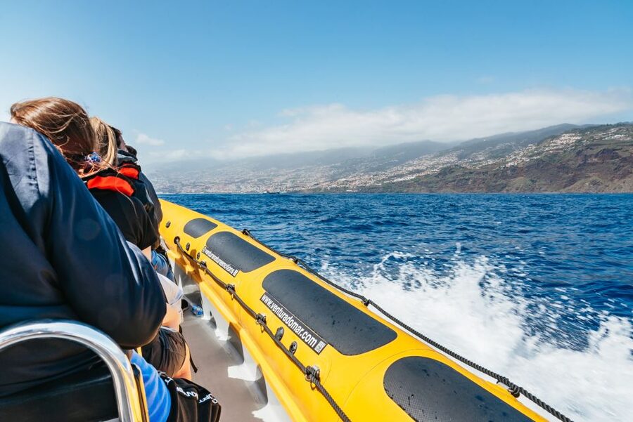 Funchal: Whale and Dolphin Watching Speed Boat Tour - Is $56 good value?