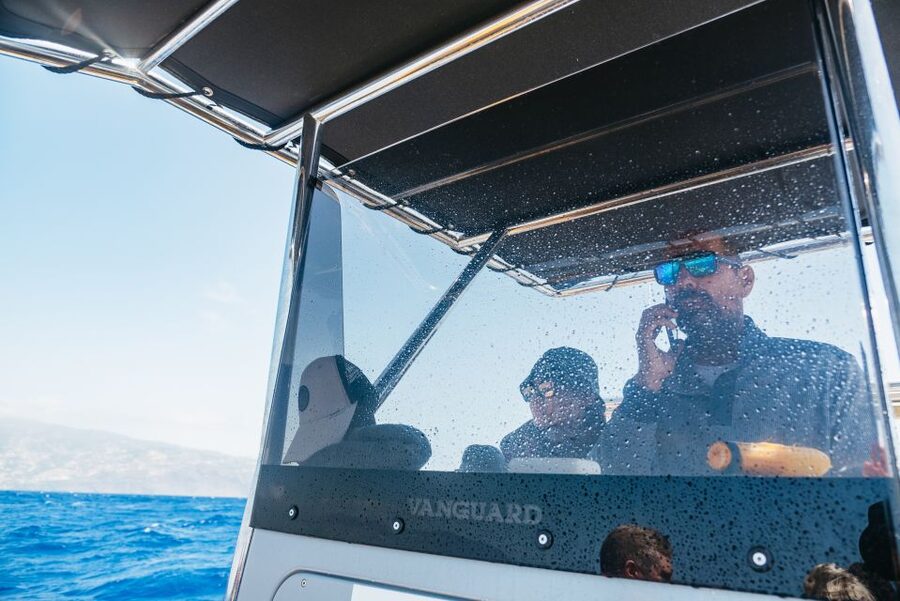 Funchal: Whale and Dolphin Watching Speed Boat Tour - Timing, weather, and the wildlife guarantee