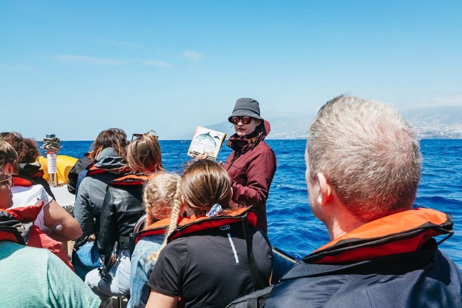 Funchal: Whale and Dolphin Watching Speed Boat Tour - Why the RIB boat changes the experience