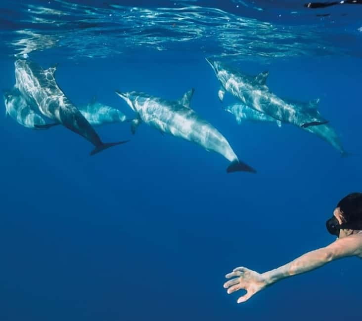 Funchal: Whale Watching and Swimming with Dolphins Cruise - Leaving Funchal in a fast semi-rigid boat