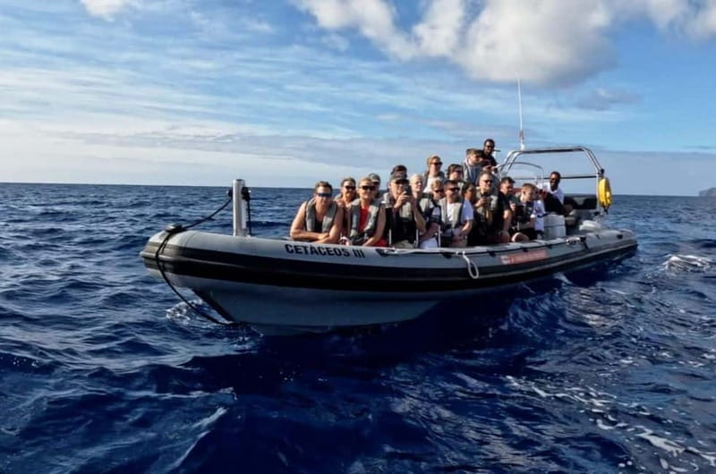 Funchal: Whale Watching and Swimming with Dolphins Cruise - Swimming with dolphins and turtles