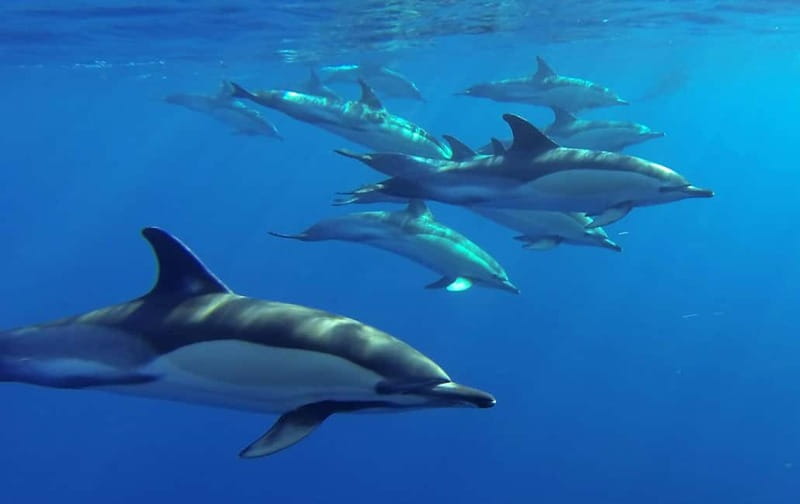 Funchal: Whale Watching and Swimming with Dolphins Cruise - Guide quality and the sound of the boat