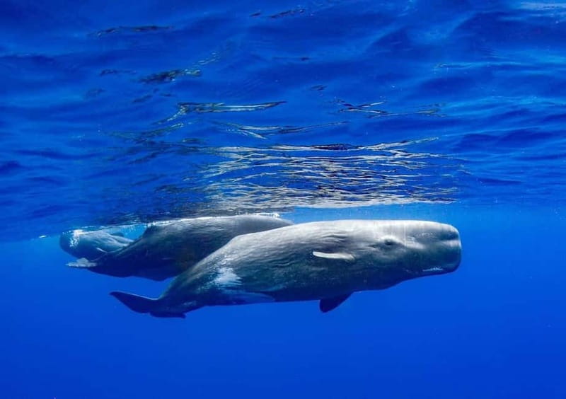 Funchal: Whale Watching and Swimming with Dolphins Cruise - My booking advice