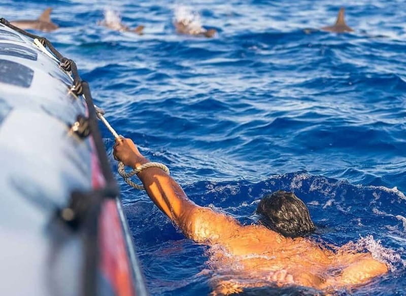 Funchal: Whale Watching and Swimming with Dolphins Cruise - What the 2.5-hour search is really like