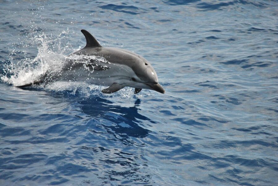 Genoa: Pelagos Sanctuary Whale Watching Cruise - Leaving Genoa’s Porto Antico at 1 p.m.