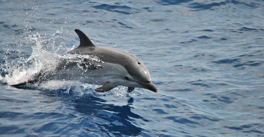 Genoa: Pelagos Sanctuary Whale Watching Cruise - Four hours of patient searching