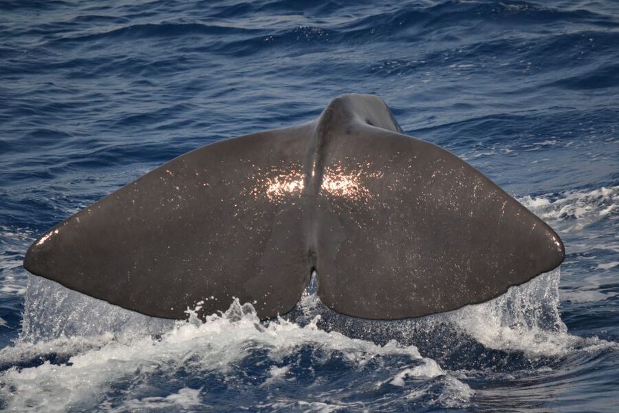Genoa: Pelagos Sanctuary Whale Watching Cruise - A biologist in charge of the explanations