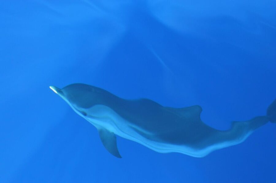 Genoa: Pelagos Sanctuary Whale Watching Cruise - Why the $51 price can make sense
