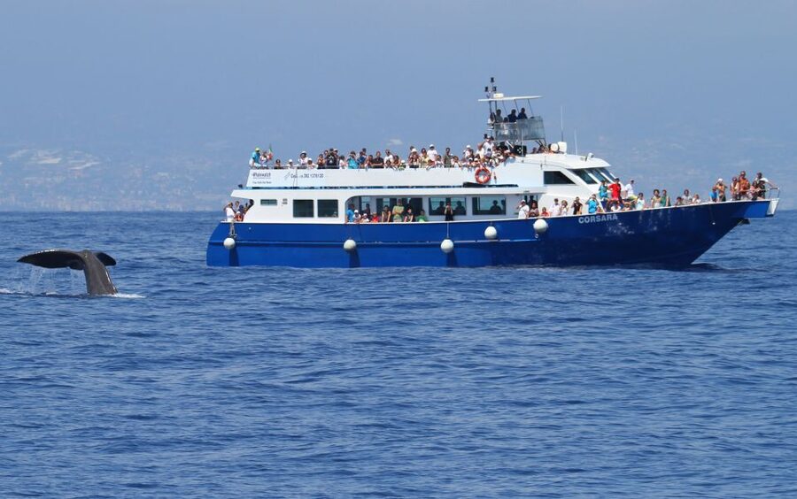Genoa: Pelagos Sanctuary Whale Watching Cruise - Weather, seasickness, and the right seat