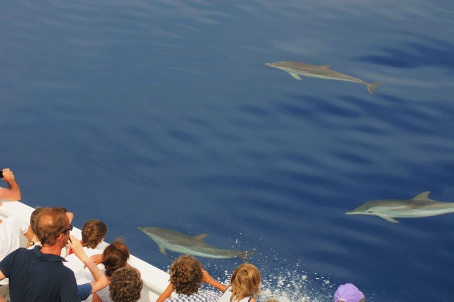 Genoa: Pelagos Sanctuary Whale Watching Cruise - Choosing the best month and day