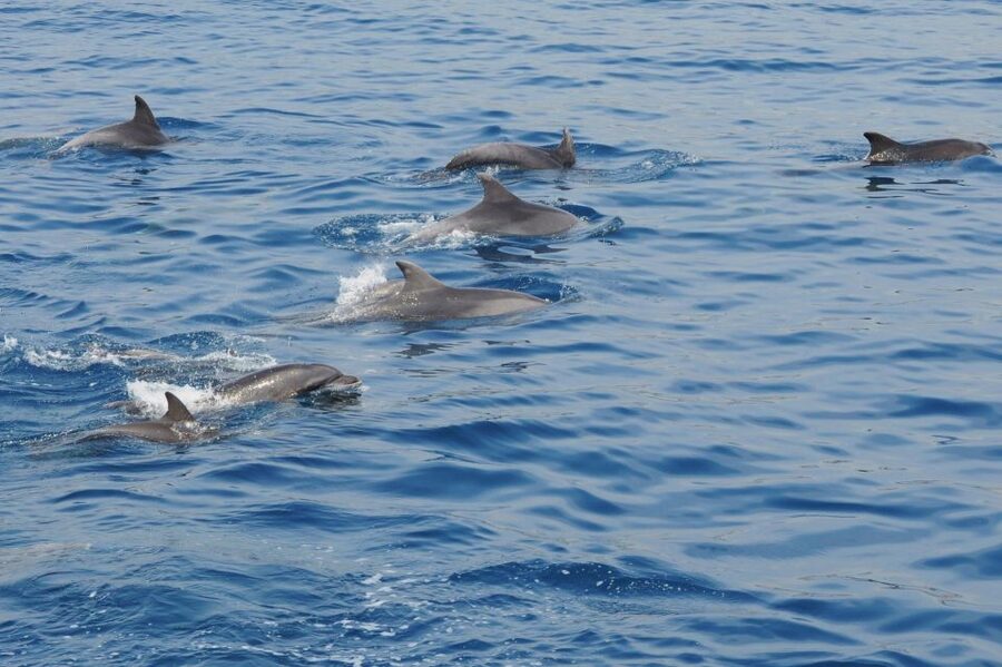 Genoa: Pelagos Sanctuary Whale Watching Cruise - What you might see in the Pelagos Sanctuary