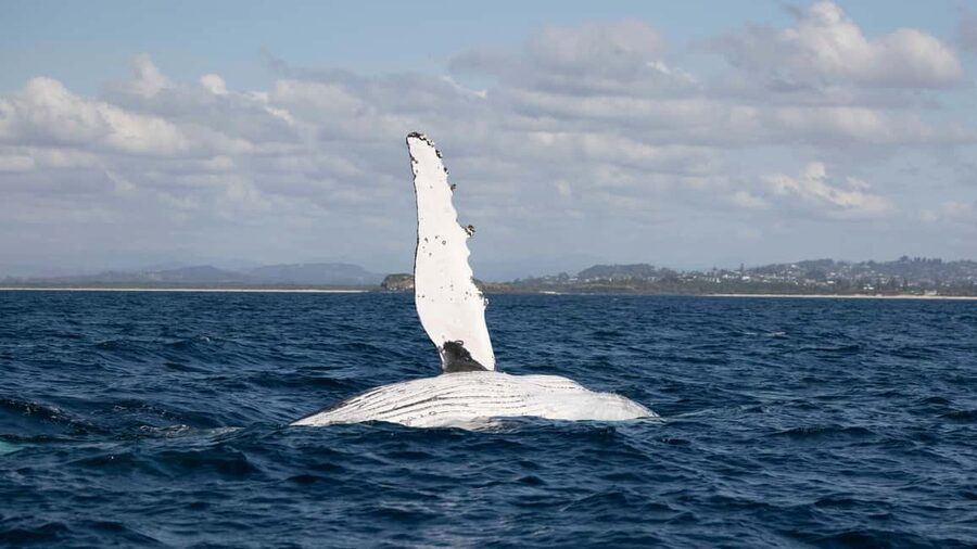 Gold Coast/Coolangatta: Whale Watching with Marine Biologist - Listening to whales through the hydrophone