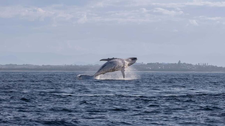 Gold Coast/Coolangatta: Whale Watching with Marine Biologist - Why the marine biologist matters
