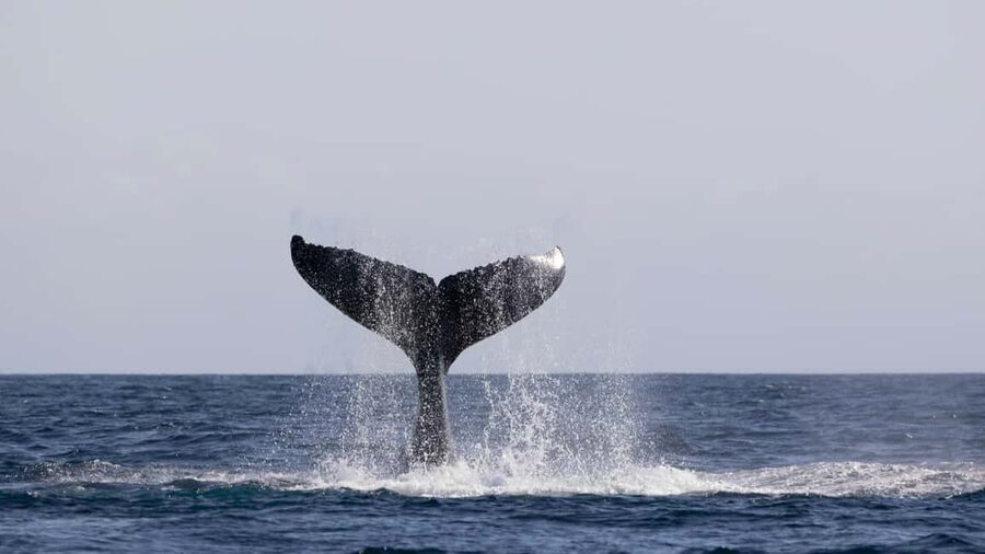 Gold Coast/Coolangatta: Whale Watching with Marine Biologist - Is $85 good value?