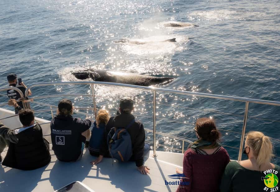 Gold Coast: Luxury Whale Watching Tour - Key points before you book