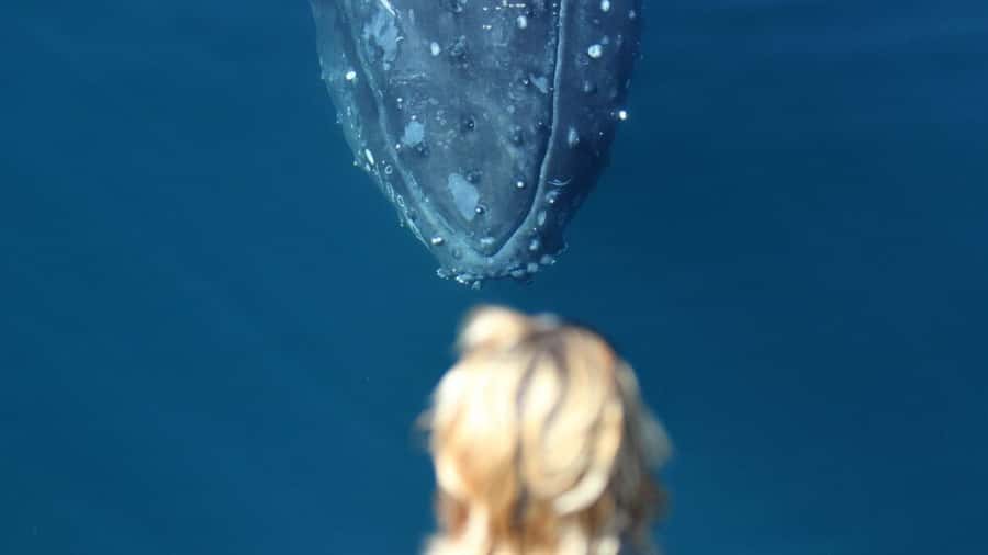 Gold Coast: Luxury Whale Watching Tour - Should you book the Gold Coast Luxury Whale Watching Tour?