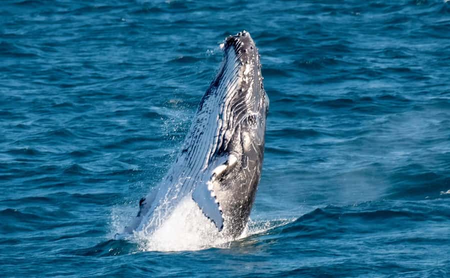 Gold Coast: Luxury Whale Watching Tour - How the whale search unfolds