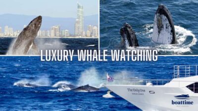 Luxury Whale Watching Tour