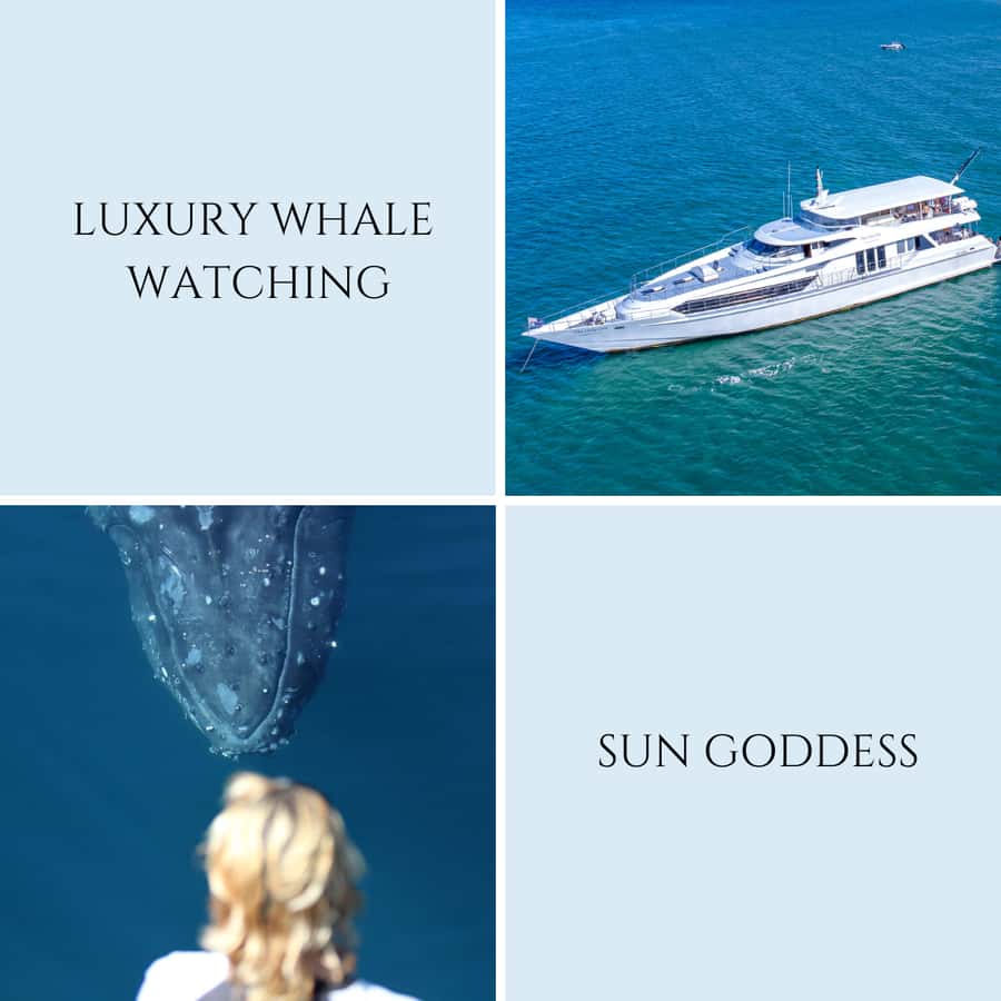 Gold Coast: Luxury Whale Watching Tour - Commentary, crew, and small comforts