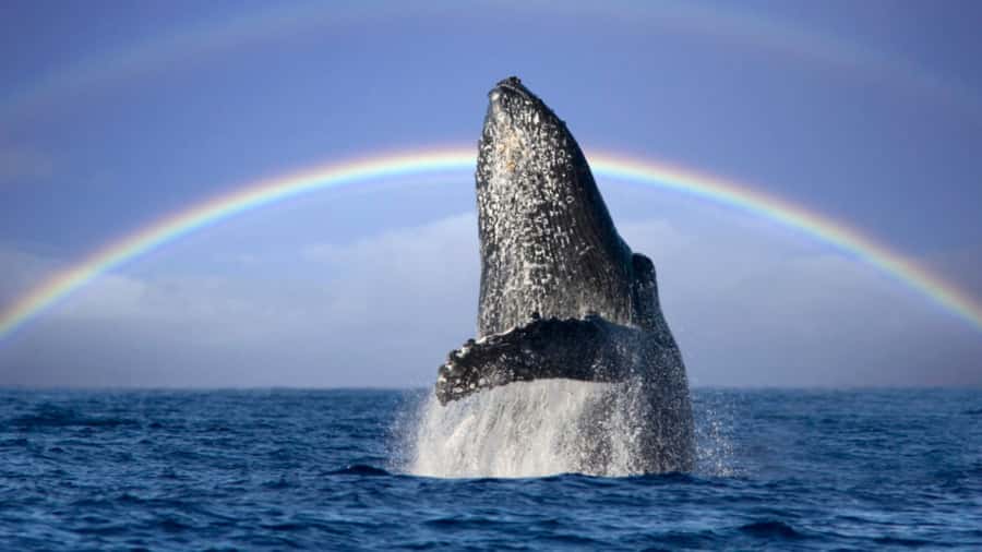 Gold Coast: Luxury Whale Watching Tour - What the sightings can really be like
