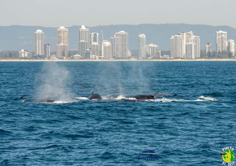 Gold Coast: Luxury Whale Watching Tour - Is $53 a fair price?