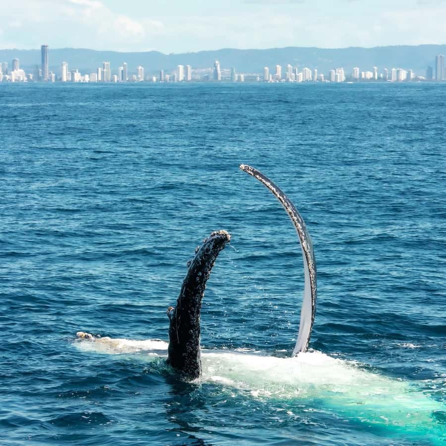 Gold Coast: Luxury Whale Watching Tour - Weather, motion, and who should skip it