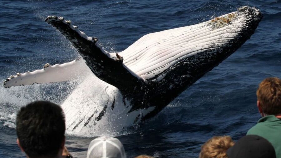 Gold Coast: Luxury Whale Watching Tour - Choosing between the morning and afternoon cruise