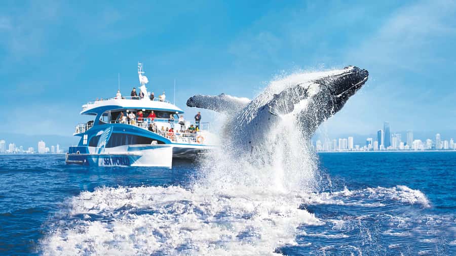 Gold Coast: Premium Whale Watching Cruise - Key points to know before you book