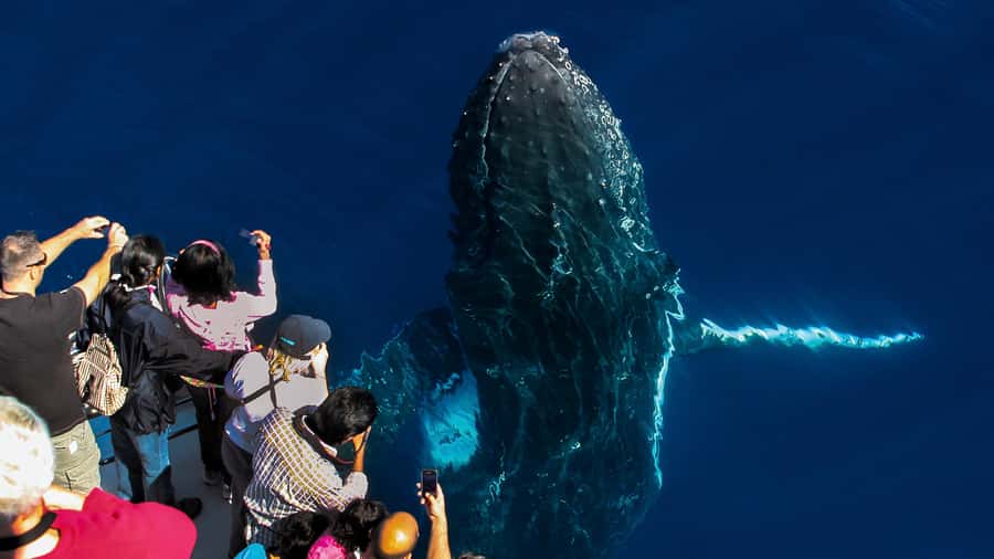 Gold Coast: Premium Whale Watching Cruise - Why this Gold Coast whale cruise is worth your time