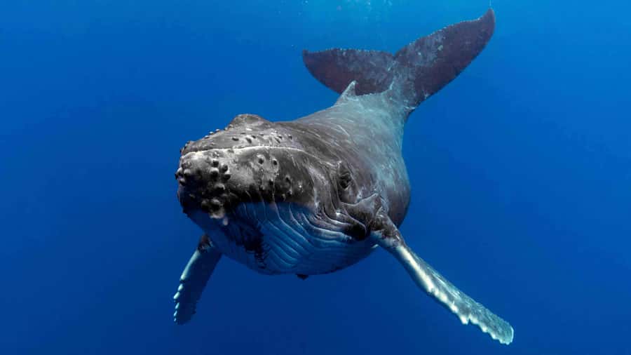 Gold Coast: Premium Whale Watching Cruise - Aboard the Spirit of Migaloo II