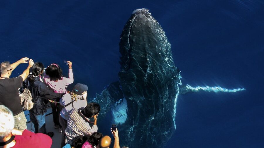Gold Coast: Premium Whale Watching Cruise - Hearing whale song and seeing underwater footage