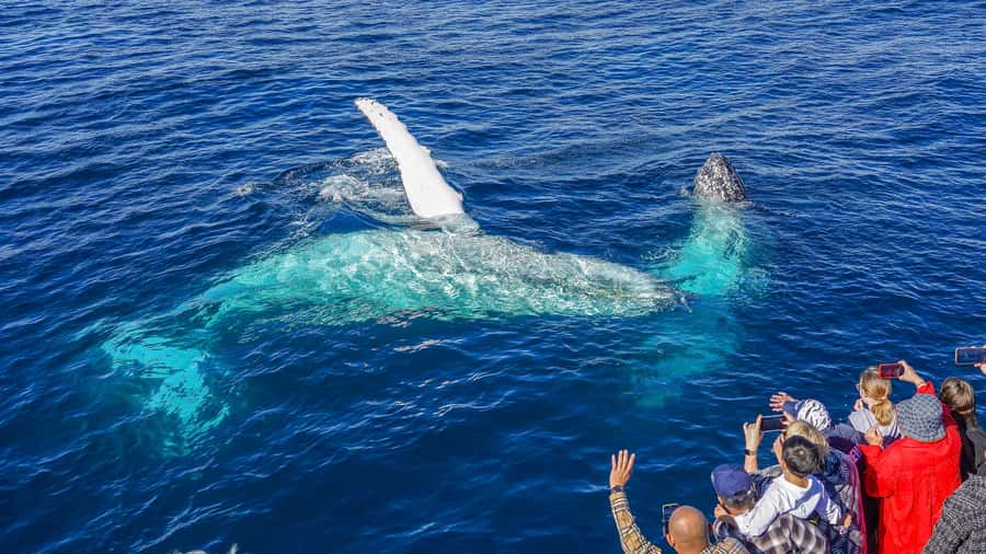 Gold Coast: Premium Whale Watching Cruise - Seasickness, comfort, and mobility