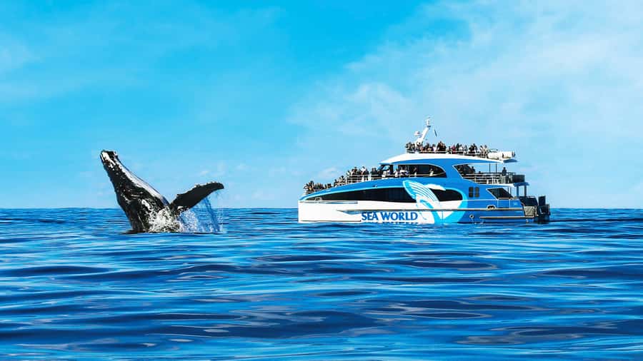 Gold Coast: Premium Whale Watching Cruise - Starting at Sea World Cruise Terminal in Main Beach